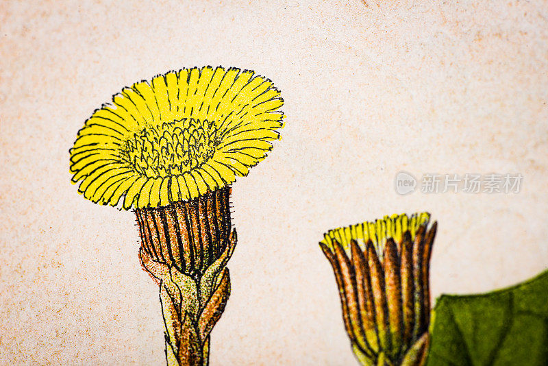 古色古香的植物插图:科茨福特，Tussilago Farfara
